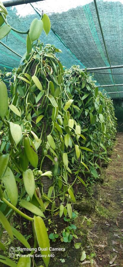 상트-앙드레 La Plantation 빌라 외부 사진
